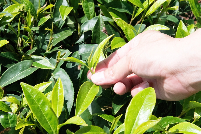 お茶