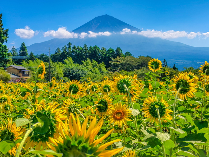 写真：夏の部特選