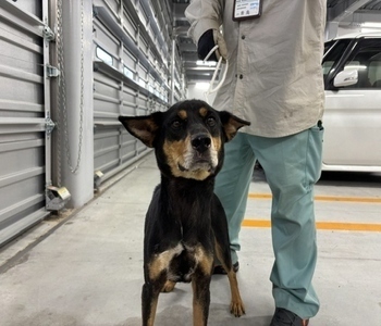 犬写真　2608TD002