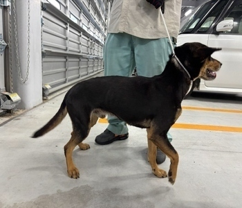 犬写真　2608TD002