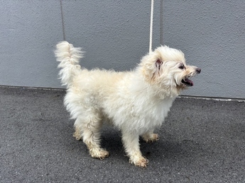 犬写真　2608TD004-2