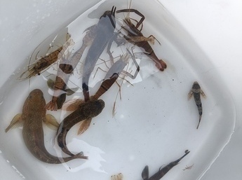 生き物の観察