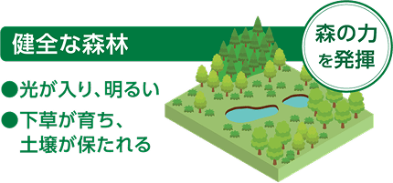 健全な森林についての解説イラスト。「健全な森林」「森の力を発揮」「光が入り、明るい」「下草が育ち、土壌が保たれる」