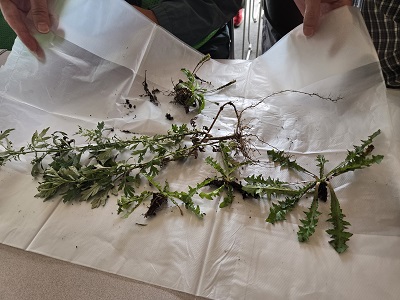 抜き取り対象の植物観察
