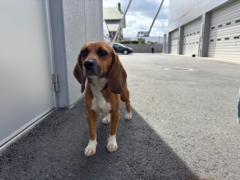 犬写真　2610TD001