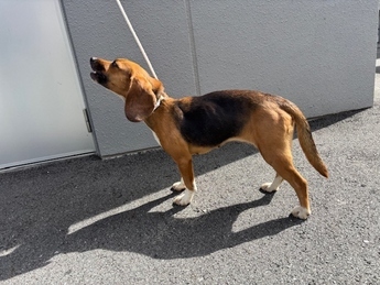 犬写真　2610TD002