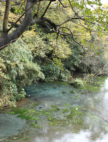 静岡県/Fujinokuni Environmental school/Nature Quiz/Eastern/NishiIzu