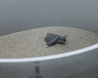 Picture of Loggerhead turtle