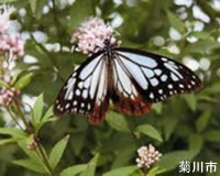 Picture of Chestnut tiger butterfly