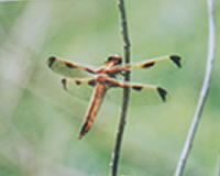 Picture of dragonfly