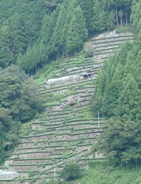 Picture of tea plantation in Sejiri