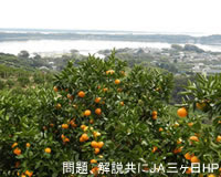 Picture of Mikkabi oranges