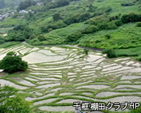 Picture of Terraced rice fields
