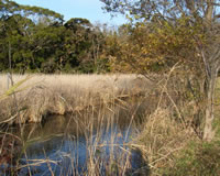 Picture of Okegaya Swamp