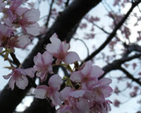 早咲き桜の写真