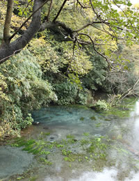 柿田川湧水の写真