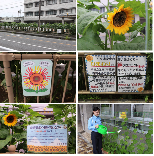 写真：ひまわり成長レポート（6月12日）